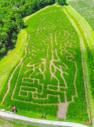 2017 Corn Maze Design
